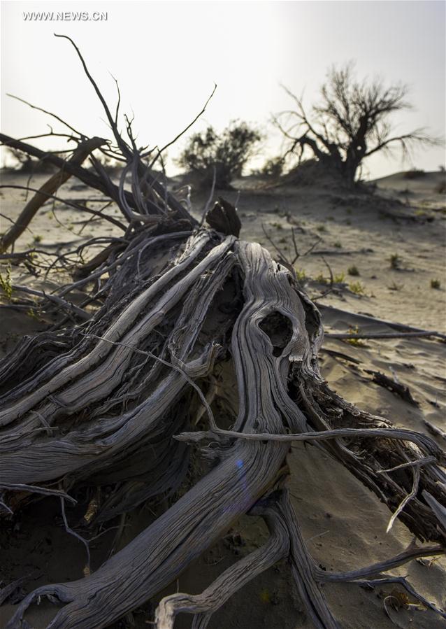 CHINA-XINJIANG-DESERT POPLAR-SCENERY (CN) 
