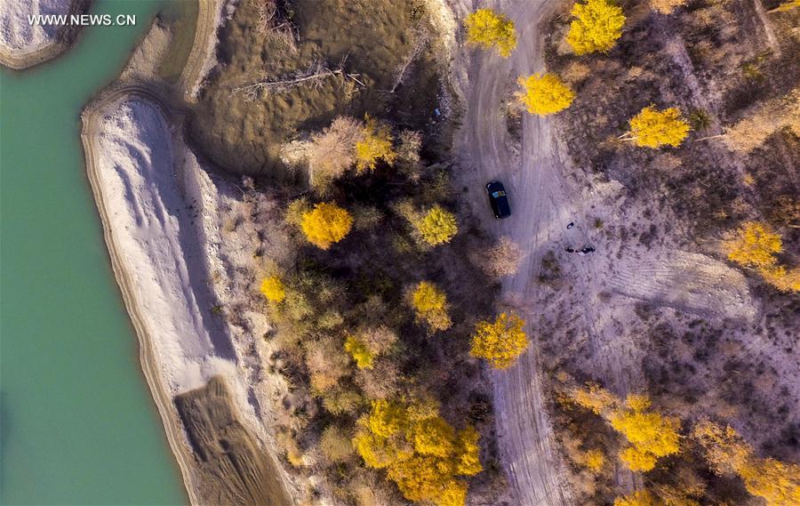 CHINA-XINJIANG-DESERT POPLAR-SCENERY (CN) 