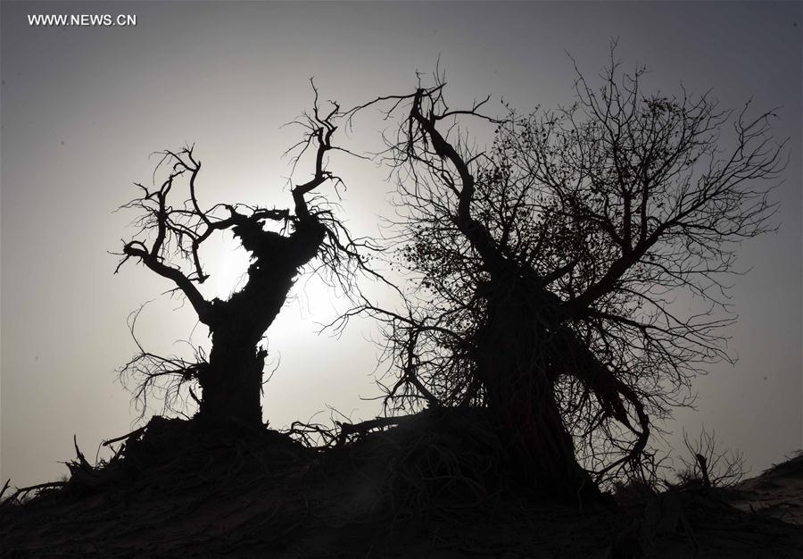 CHINA-XINJIANG-DESERT POPLAR-SCENERY (CN) 