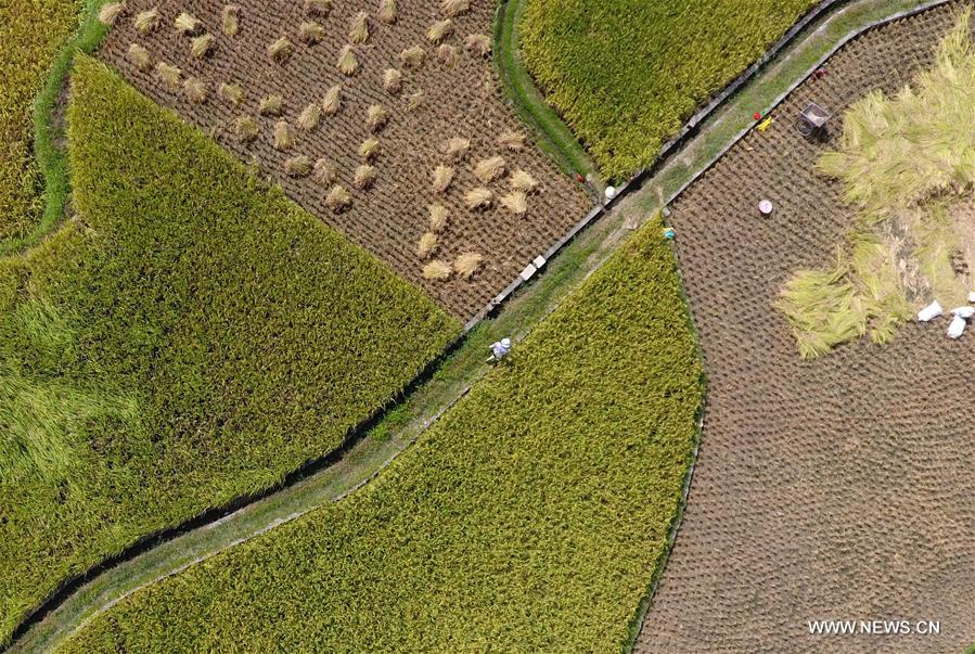 CHINA-GUANGXI-AUTUMN-HARVEST (CN)