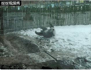 Sichuan panda produced Harbin snow excitedly ground roll