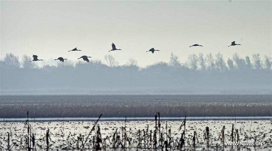 CHINA-LIAONING-WHITE CRANE (CN)