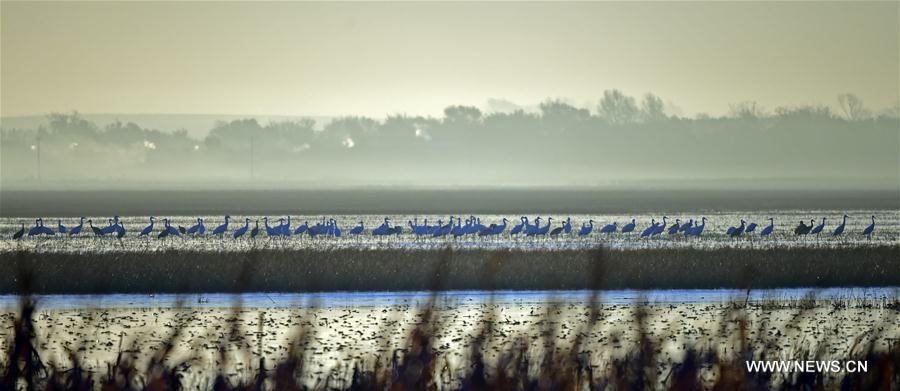 CHINA-LIAONING-WHITE CRANE (CN)