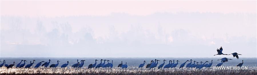 CHINA-LIAONING-WHITE CRANE (CN)