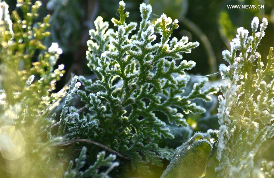 #CHINA-SHANDONG-FROST (CN)