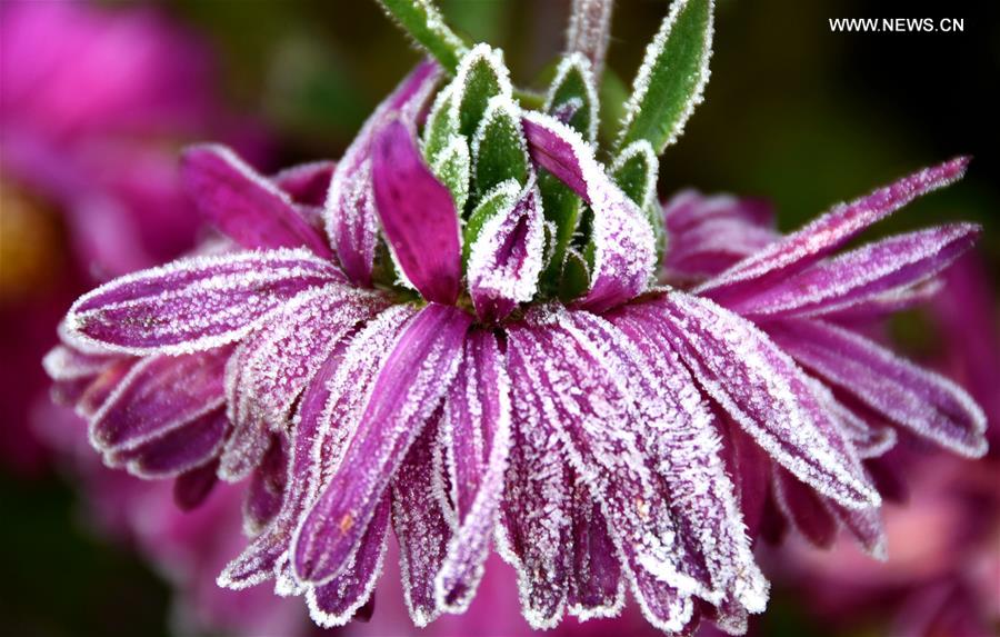 #CHINA-SHANDONG-FROST (CN)
