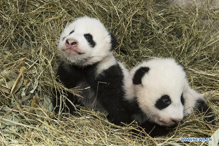 AUSTRIA-VIENNA-PANDA CUBS-NAMES