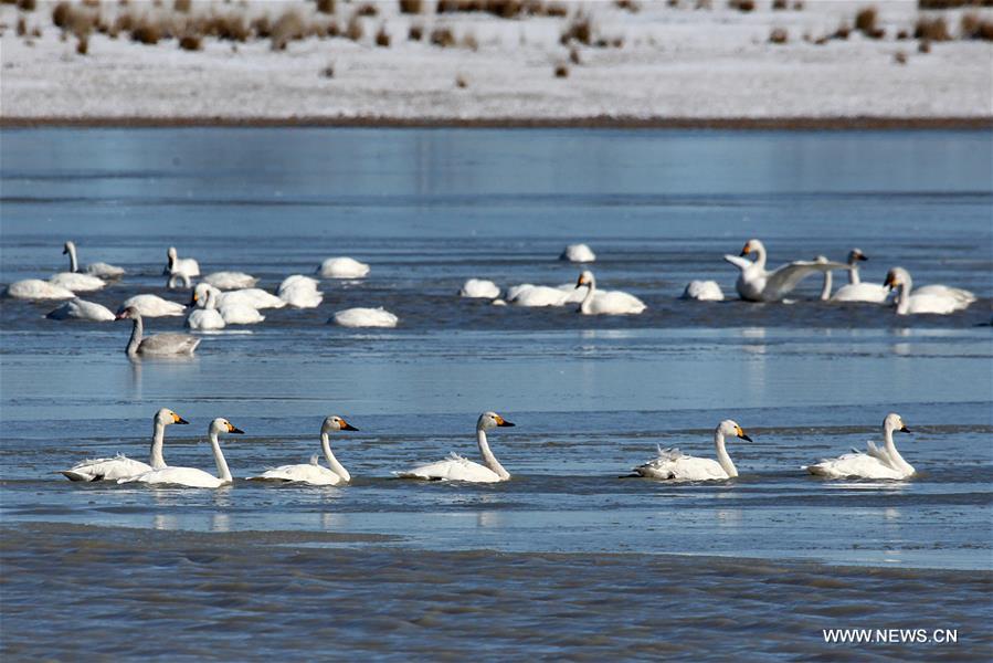 A flock of swans swims in water in Shandianhe National Wetland Park in Guyuan County, north China's Hebei Province, Nov. 5, 2016. 