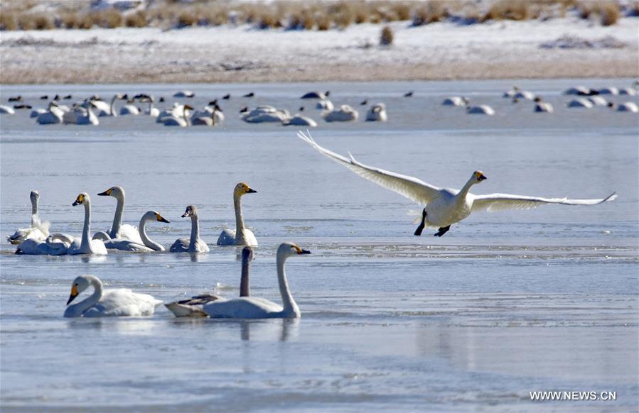 A flock of swans swims in water in Shandianhe National Wetland Park in Guyuan County, north China's Hebei Province, Nov. 5, 2016. 