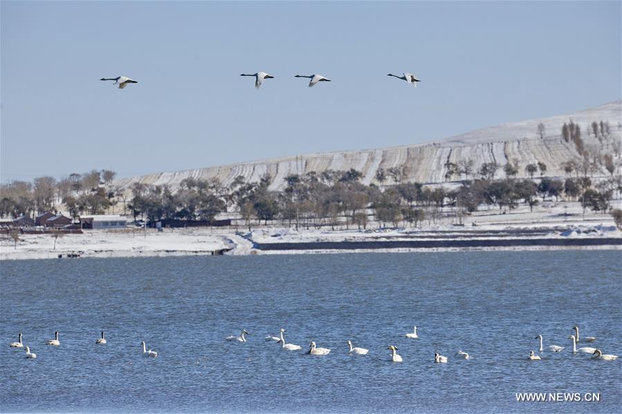 A flock of swans swims in water in Shandianhe National Wetland Park in Guyuan County, north China's Hebei Province, Nov. 5, 2016. 