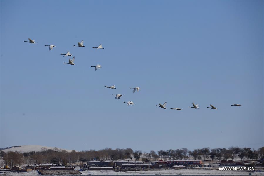 A flock of swans swims in water in Shandianhe National Wetland Park in Guyuan County, north China's Hebei Province, Nov. 5, 2016. 