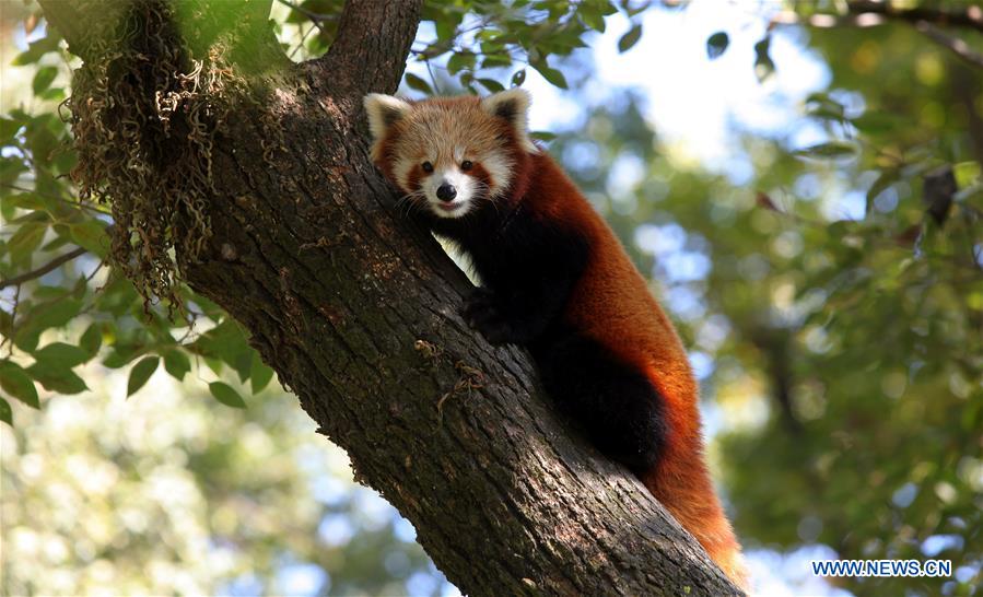 NEPAL-LALITPUR-RED PANDA