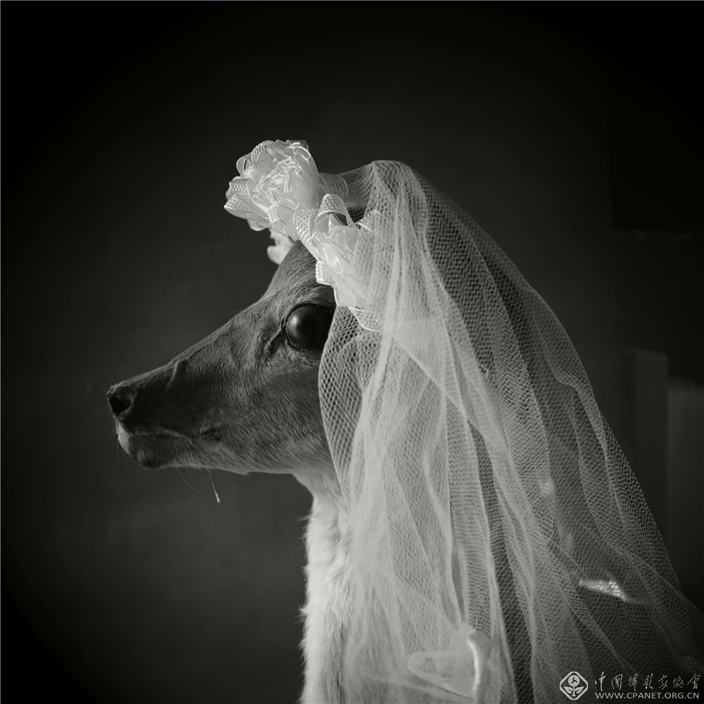�m����y���G���B�_�M���n����зN��v�i�]2011-2015�^���