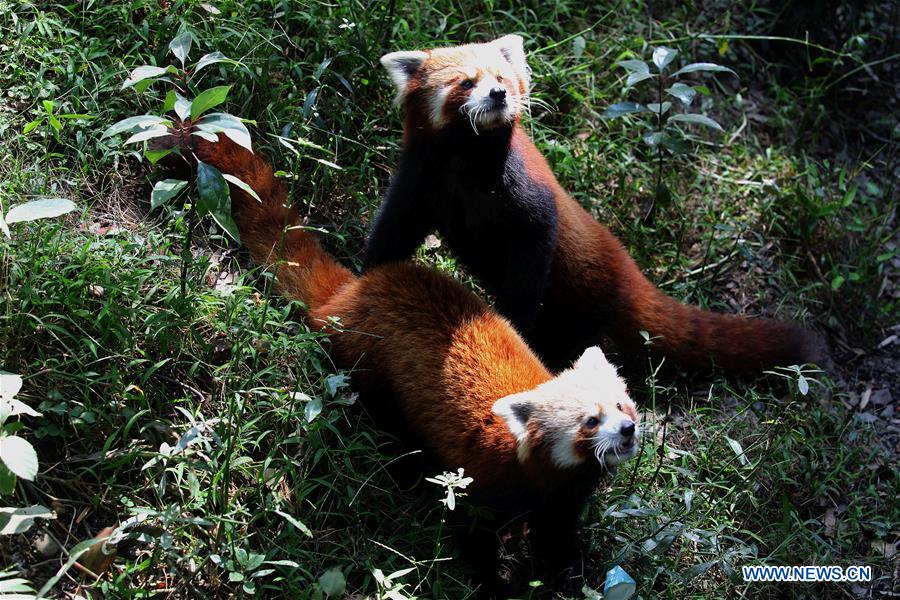 NEPAL-LALITPUR-RED PANDA