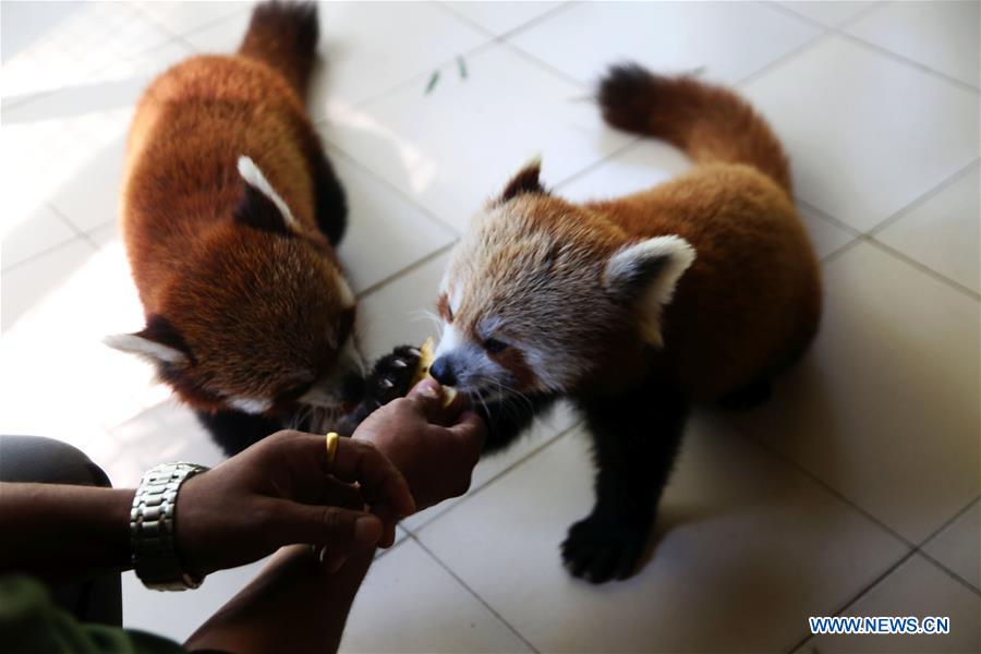 NEPAL-LALITPUR-RED PANDA