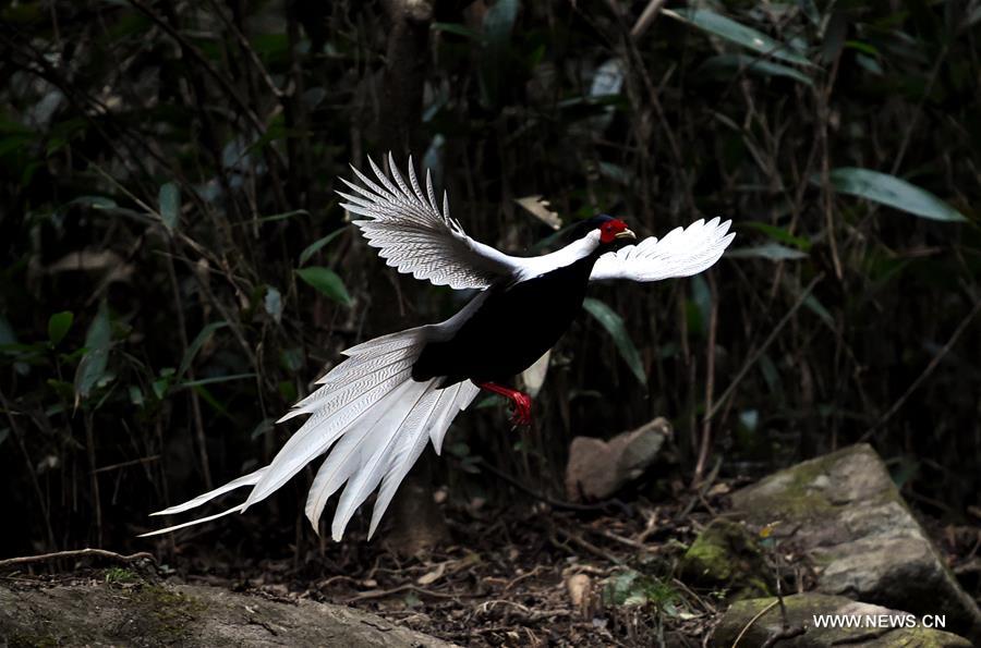 CHINA-FUJIAN-SILVER PHEASANTS (CN)