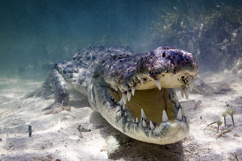 ����Ӱʦˮ������������д�ߺ�