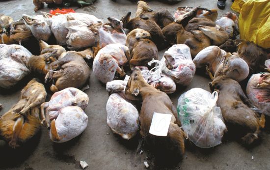 ������ɭ�ֹ����ֲ�������ΣҰ�������������һ�ء�(������ͼ)