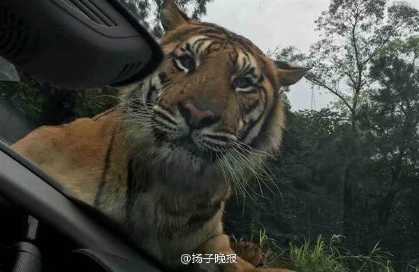 重庆自然体验区老虎拦下游客车辆 趴引擎盖上【2】