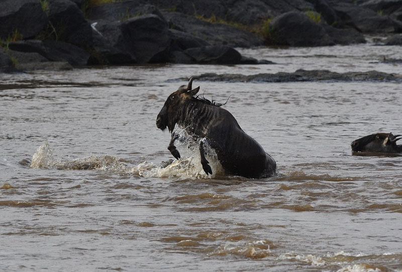 攝影師捕捉鱷魚水中獵食角馬畫面【8】