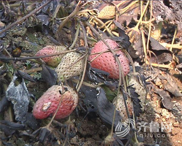 Kongmin light strawberry greenhouses farmers loss of more than 40