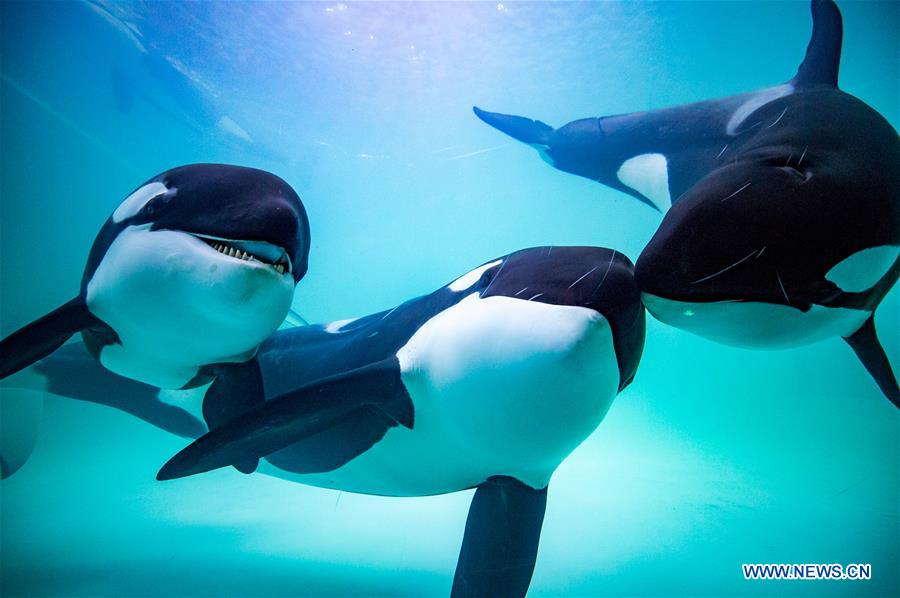 CHINA-GUANGDONG-ZHUHAI-KILLER WHALE-BREEDING BASE (CN)