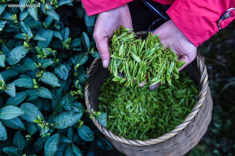 CHINA-ZHEJIANG-MINGQIAN TEA-HARVEST (CN)