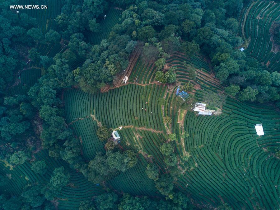 CHINA-ZHEJIANG-MINGQIAN TEA-HARVEST (CN)