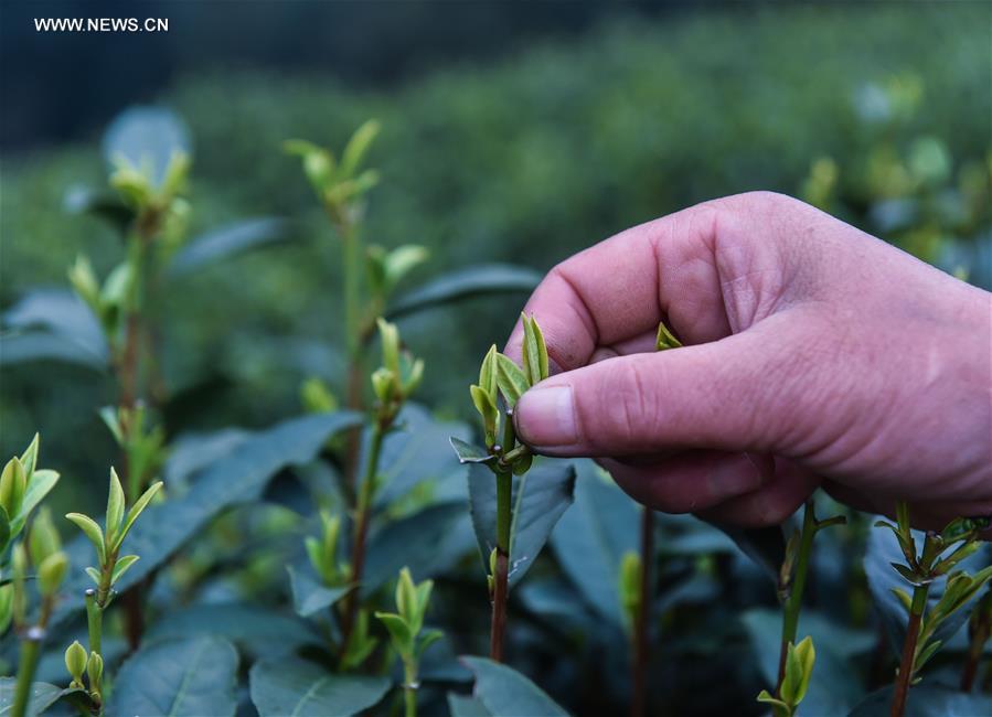 CHINA-ZHEJIANG-MINGQIAN TEA-HARVEST (CN)