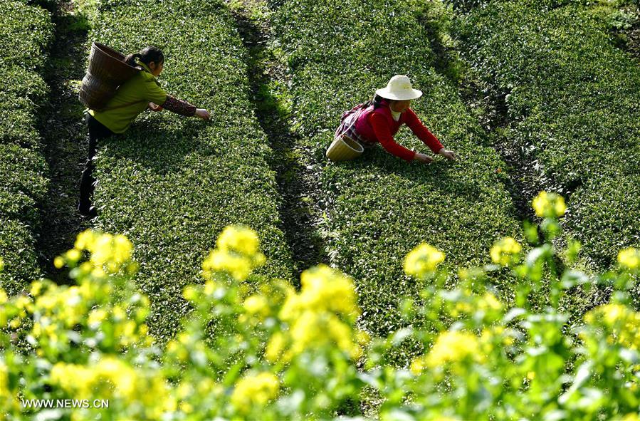 #CHINA-HUBEI-TEA PICKING(CN) 