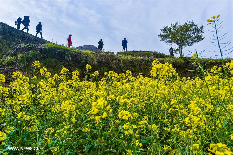 CHINA-ZHEJIANG-COLE FLOWERS-SCENERY (CN)