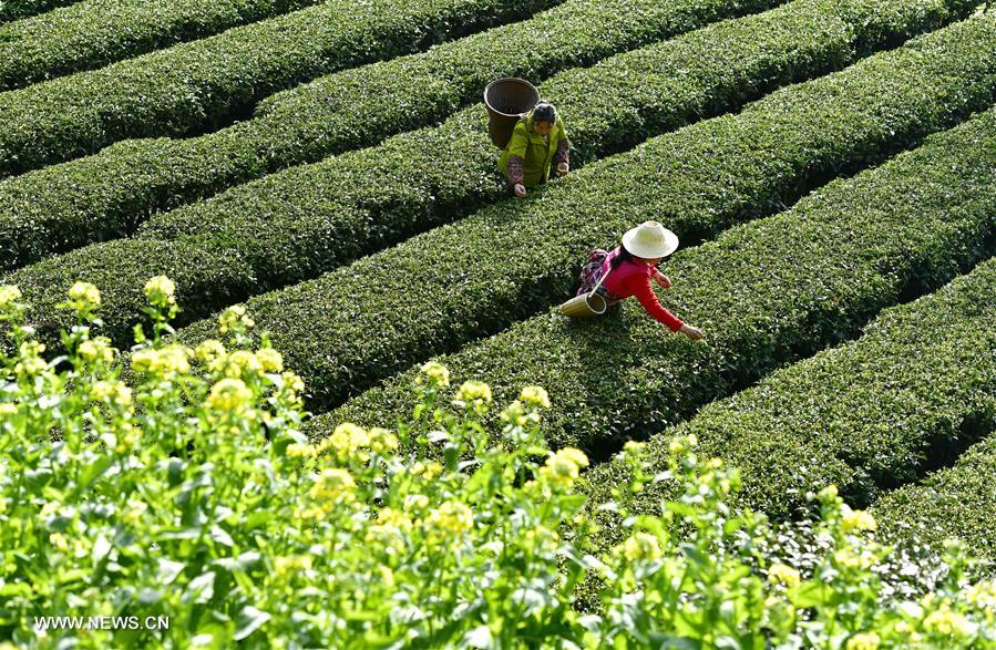 #CHINA-HUBEI-TEA PICKING(CN) 