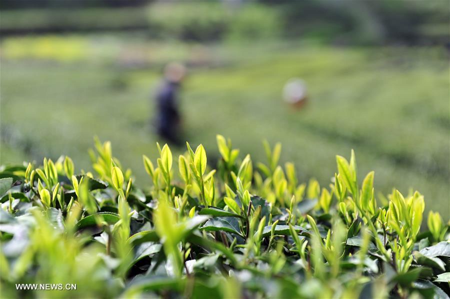 #CHINA-HUBEI-TEA PICKING(CN) 