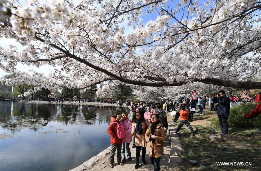 CHINA-BEIJING-YUYUANTAN PARK-CHERRY BLOSSOM(CN)