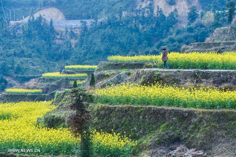 CHINA-ZHEJIANG-COLE FLOWERS-SCENERY (CN)