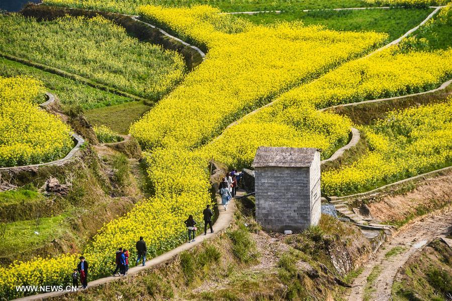 CHINA-ZHEJIANG-COLE FLOWERS-SCENERY (CN)