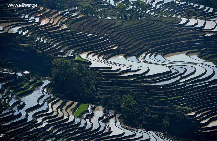 CHINA-YUNNAN-HANI TERRACE-SCENERY (CN)