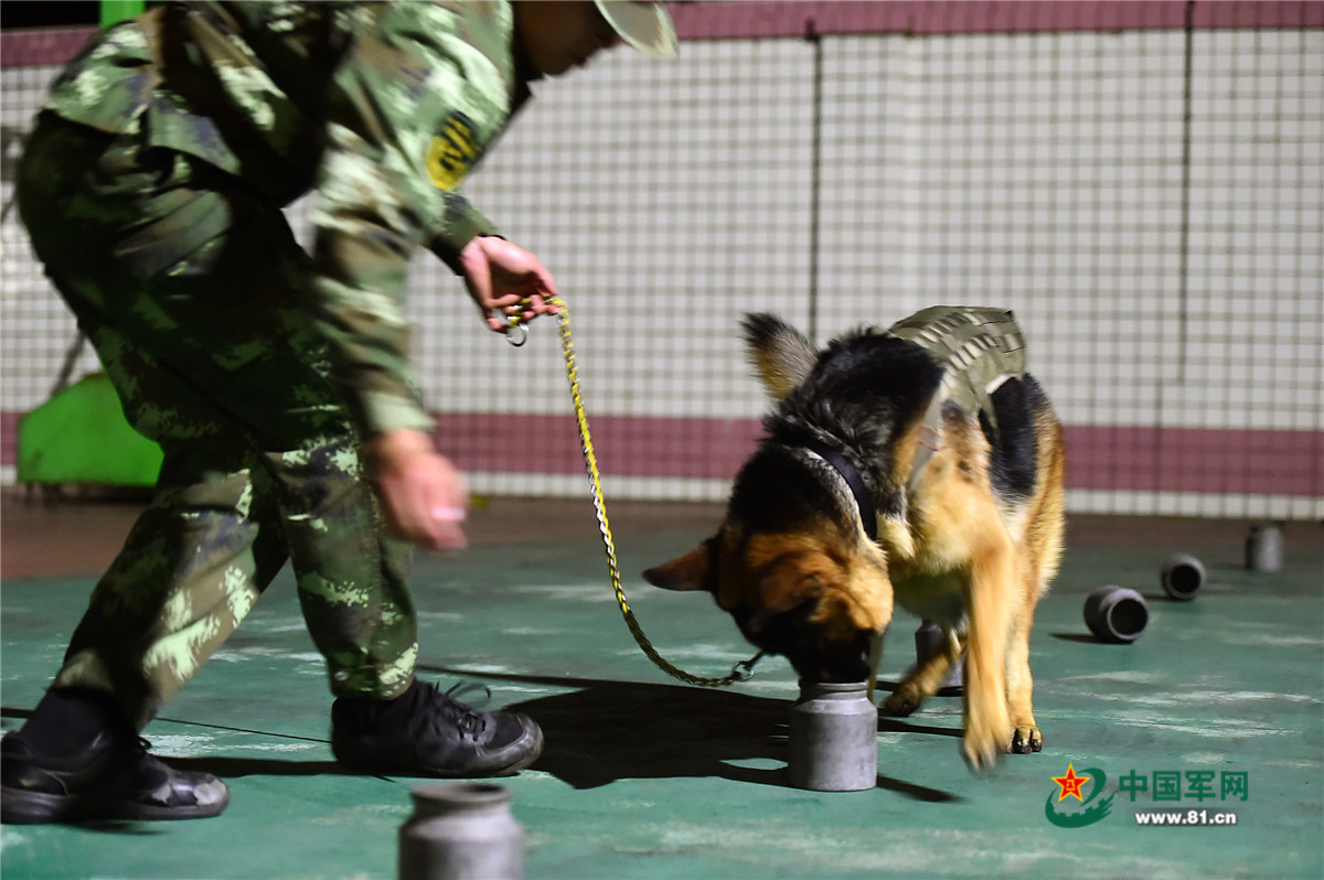 功勛犬夜訓跳火圈 滿滿大片即視感【11】