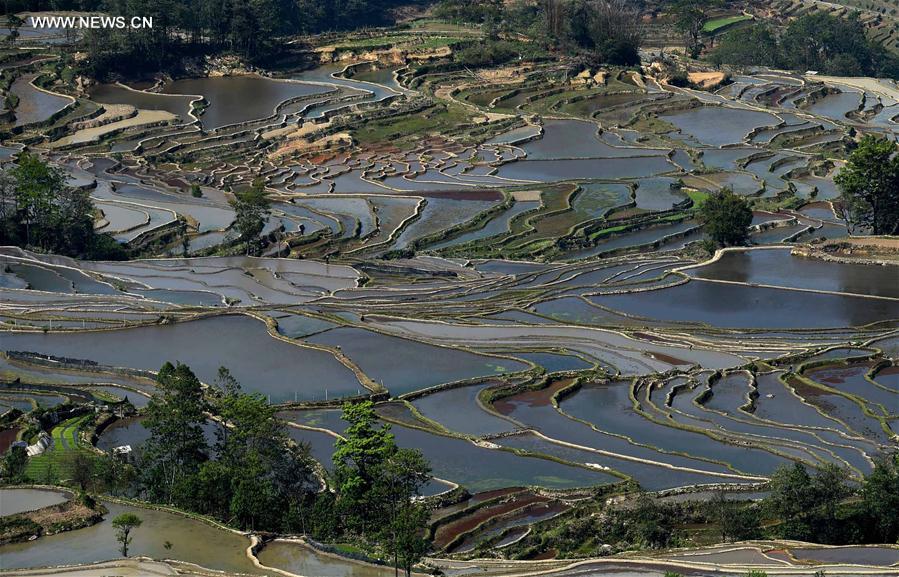 CHINA-YUNNAN-HANI TERRACE-SCENERY (CN)