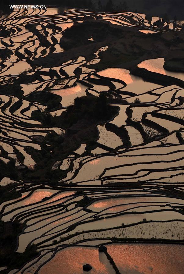 CHINA-YUNNAN-HANI TERRACE-SCENERY (CN)