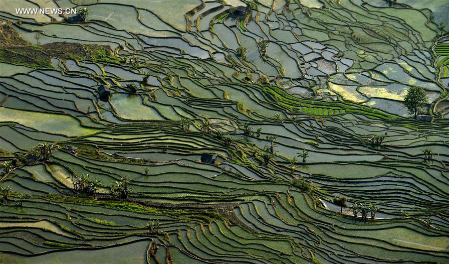 CHINA-YUNNAN-HANI TERRACE-SCENERY (CN)