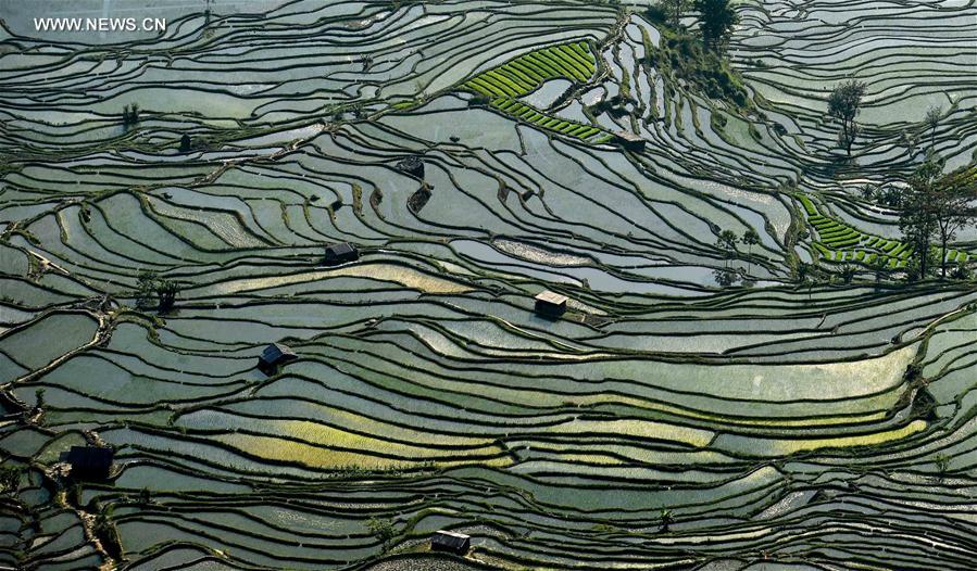 CHINA-YUNNAN-HANI TERRACE-SCENERY (CN)