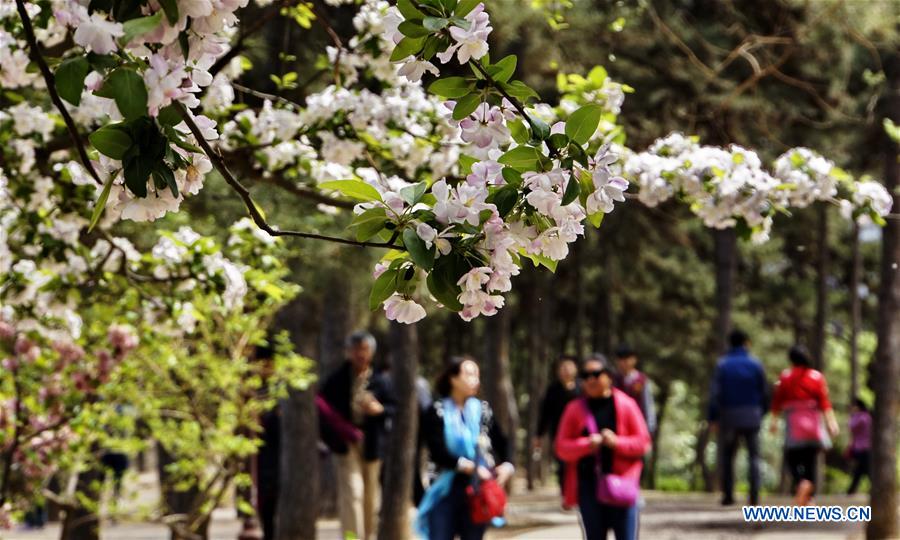 CHINA-BEIJING-CRABAPPLE-VIEW (CN)