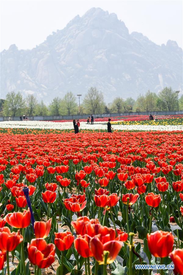 CHINA-HENAN-TULIP-BLOSSOM (CN)