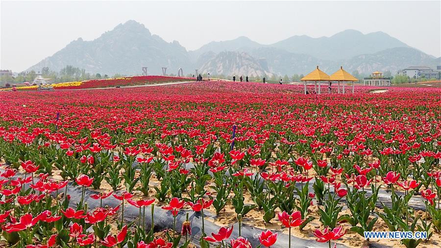 CHINA-HENAN-TULIP-BLOSSOM (CN)