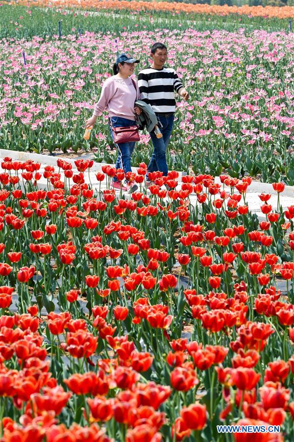 CHINA-HENAN-TULIP-BLOSSOM (CN)