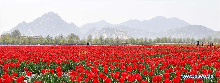 CHINA-HENAN-TULIP-BLOSSOM (CN)