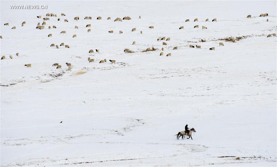 CHINA-XINJIANG-HEJING-BAYAN BULAG GRASSLAND-BREEDING SEASON (CN)