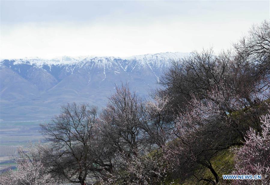 CHINA-XINJIANG-APRICOT-SCENERY (CN)