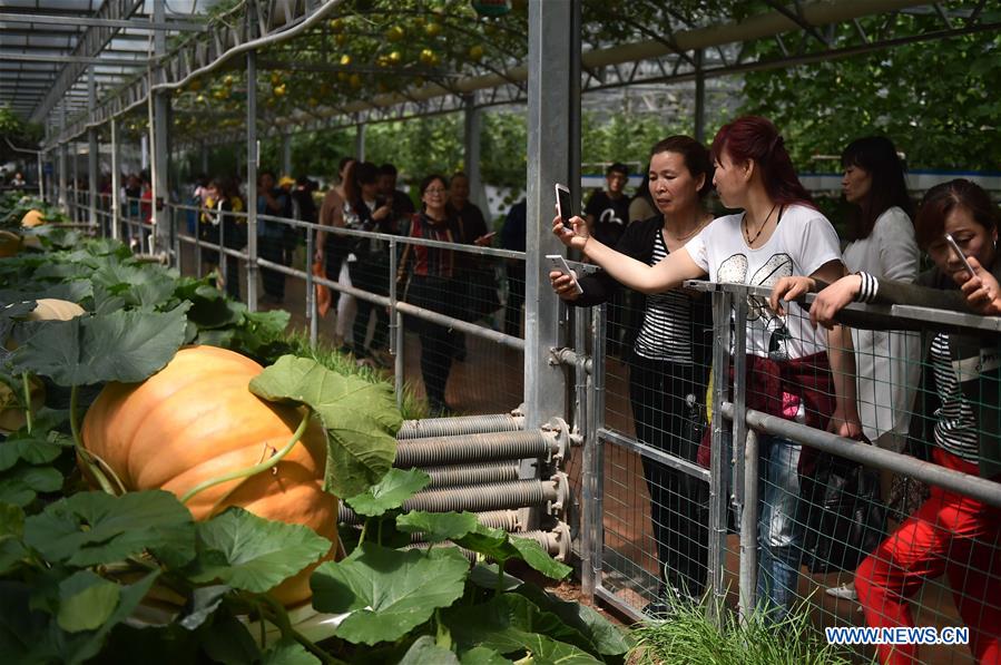 CHINA-SHANDONG-VEGETABLE-FAIR(CN)